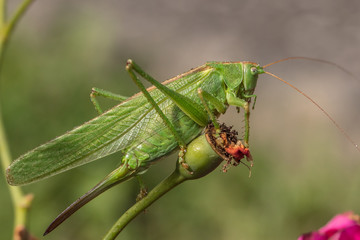 heuschrecke