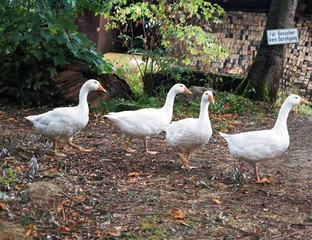Für Besucher kein Durchgang,gans, bird, weiß, ente, tier, gras, natur, bauernhof, wasser, schnabel, wild lebende tiere, feather, green, einheimisch, geflügel, cygnus, park, see, wasservögel, group