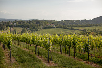 Fototapeta na wymiar Vineyards landscape in Vienna, Austria Green colored leaves of grapevine lit by the setting sun in summer season with cloudy sky. Suburban cityscape in the background.