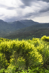 Yellow bushes on the edge of a mountain valley