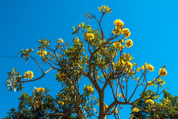 Ipê amarelo