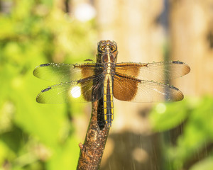 dragonfly resting on a stick