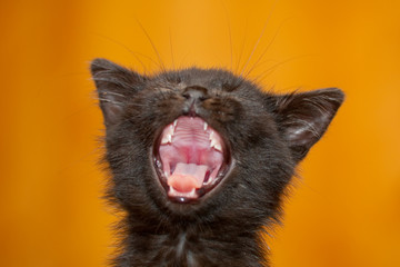 The small 4 weeks old black kitten yawning