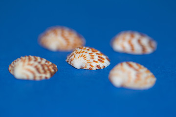 Blurred seashell on blue background