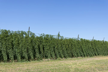 Hops plantation © Wojciech Bobrowicz