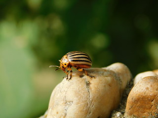 insect, bug, nature