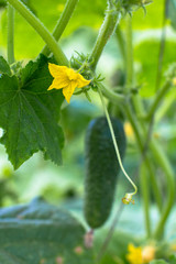 cucumber flower hanging on a liana among foliage in a greenhouse