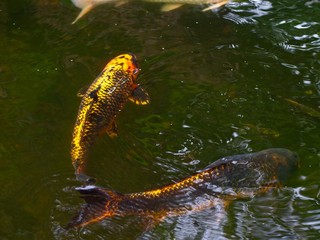 Golden color Japanese Koi carpes swimming in a pond of traditional Japanese garden.
