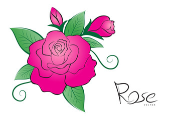 Pink rose vector illustration. vintage flower style on white background for valentines day card, fabric, wedding card, printing, banner, greeting card, website.