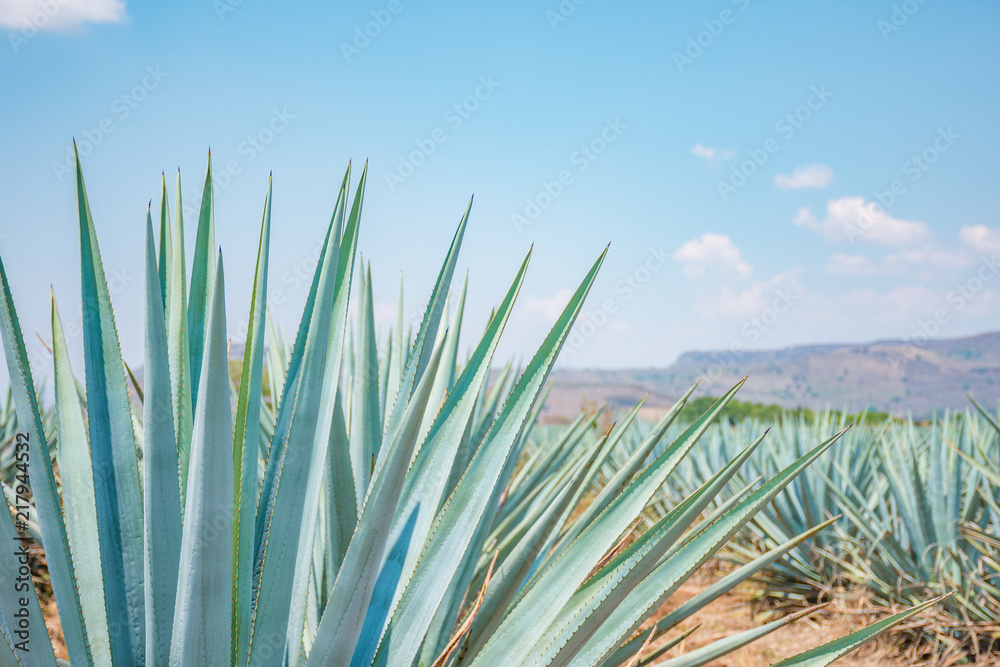 Wall mural the tequila plant - blue agave fields in jalisco, mexico