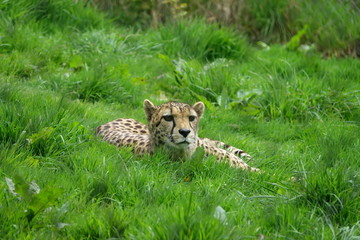 Cheetah in Grass - 01