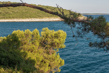Pinian trees at Adriatic See shore in Banjole (Pula, Croatia)