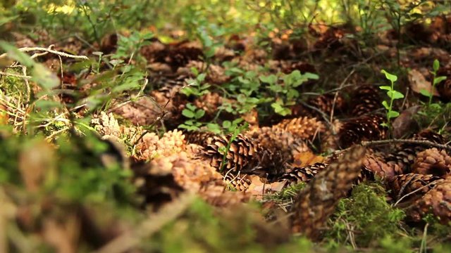 Spruce Tree Cones
