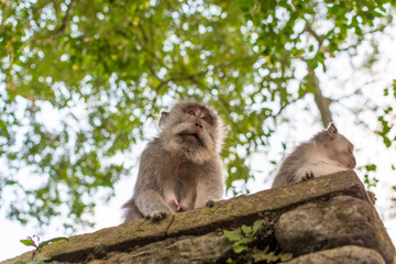 Monkey at Mandala Suci Wenara Wana, Ubud Monkey Forest.