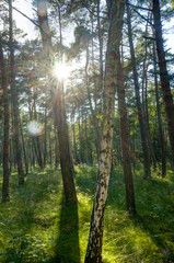 Green forest scenery with the sun casting beautiful rays through the foliage, mossy lumber in the foreground