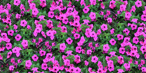 Fototapeta premium seamless texture of flowers 2