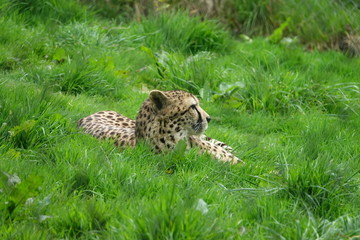Cheetah in grass-04