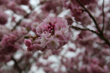 Kirschblüte