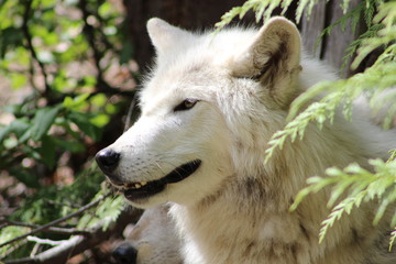 White wolf