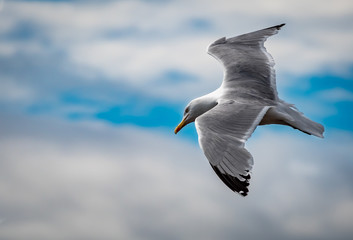 Seagull in flight