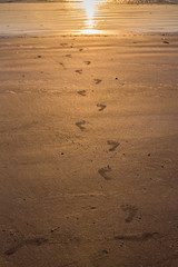 Morning on the beach