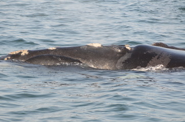 Fototapeta premium Soffio della balena nella baia di Hermanus