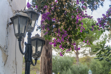 old street lamp with paperflower (bougainvillaea).