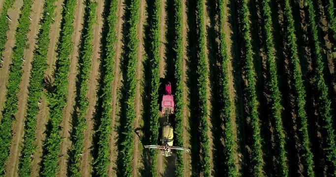 Aerial view of a tractor harvesting grapes in a vineyard. Farmer spraying grape vines with tractor