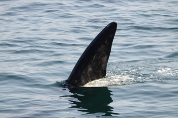 Pinna della balena  sudafricana