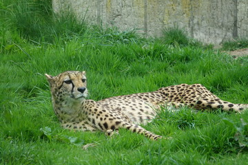 Naklejka na ściany i meble Cheetah in grass-06