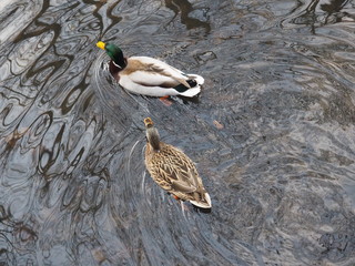 Ducks © Karolina