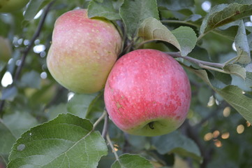beautiful apples