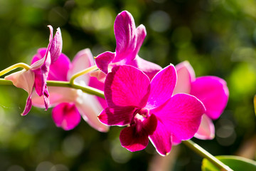 Beautiful Orchid Thai Flower Rhynchostylis
