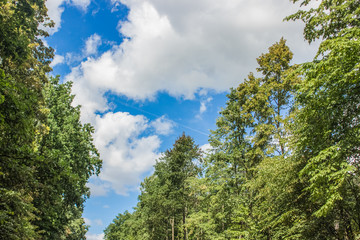 nature scenery landscape concept of top of green trees branches and blues sky clouds background with empty space for copy or text