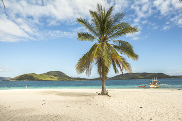 Beautiful palm tree in sunny beach and sea scenery