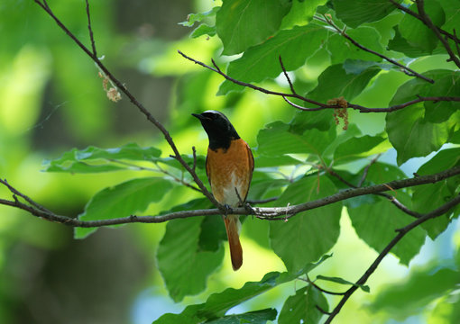 beautiful bird on a branch, Pleszka zwyczajna Phoenicurus