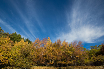 Fototapeta premium Golden fall colours against blue skies and cloud rays