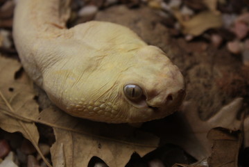 Vista de cerca de cabeza de serpiente cascabel albina sin escamas color crema sobre suelo de piedras de gravilla de colores y hojas secas marrones. Reptil ofidio víbora venenoso con mutación genética.