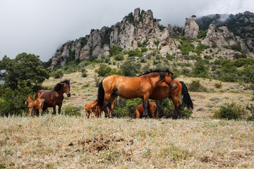 Obraz premium horses in the mountains