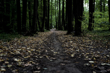 dark moody misty heavy forest path with many trees