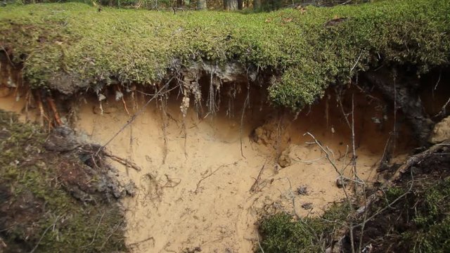 Sandy soil layer under the moss in the forest