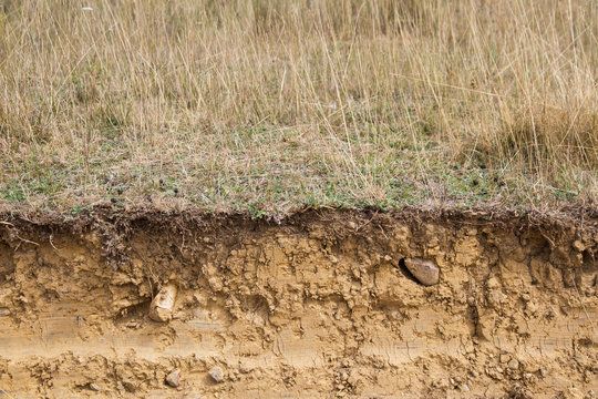 Corte Transversal de Terreno Arcilloso con hierbas en la superficie
