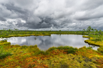 Misty bog landscape with Viru Raba moor in the morning. Lahemaa National park in Estonia.