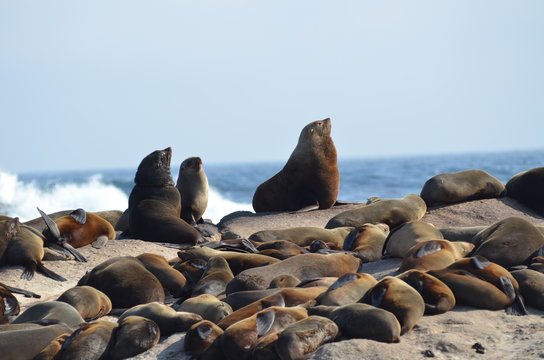 Colonia  di foche e leoni marini