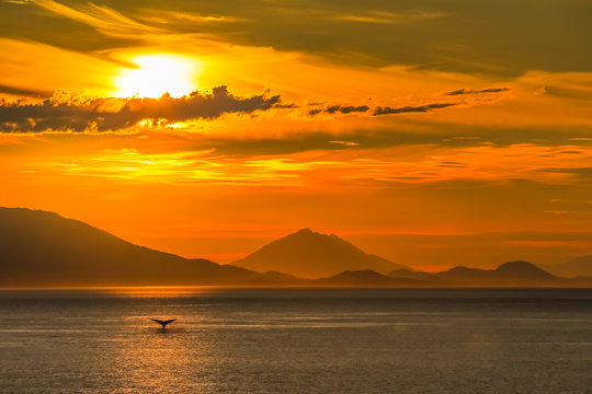 Alaskan sunset on sea with a whale in the ocean