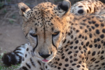 Ghepardo in riserva sudafricana