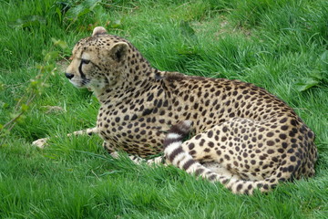 Fototapeta na wymiar Cheetah-01
