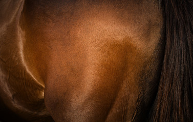Asian horse