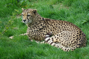 Cheetah-02