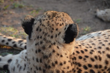 Testa del Ghepardo